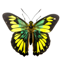 magnifique papillon isolé.ornithoptères.jaune papillon.mite. ai généré png