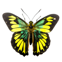 Beautiful butterfly isolated.Ornithoptera.Yellow butterfly.Moth. AI Generated png