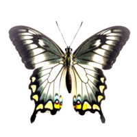 mooi vlinder geïsoleerd.papilio chikae.zwart en wit vlinder.mot. ai gegenereerd png