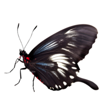 Beautiful butterfly isolated.Atrophaneura jophon.Moth.black butterfly. AI Generated png