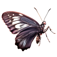 skön fjäril isolerad.atrophaneura jophon.moth.svart fjäril. ai genererad png