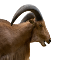 portrait of a goat isolated png