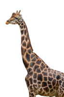 Porträt von Giraffe isoliert png