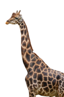 ritratto di giraffa isolato png