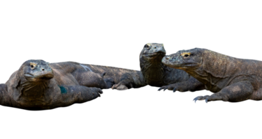 fechar acima do Komodo dragões grupo png