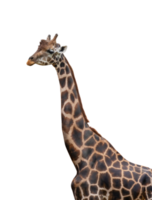 portret van giraffe geïsoleerd png