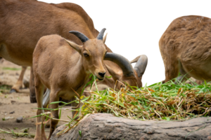 Mountain goat group eating grass png