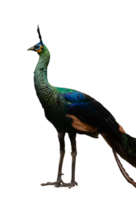 portrait of peacock isolated png