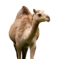 portrait camel isolated png