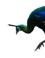 peacock isolated with feather png