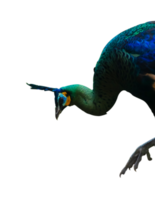 pavo real aislado con pluma png