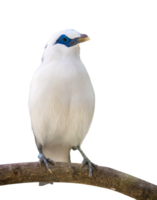 blanco estornino pájaro en un rama png