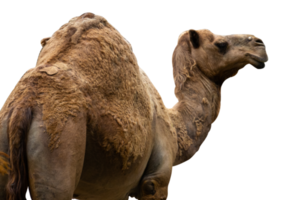 portrait de chameau isolé png