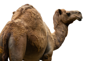 portrait of camel isolated png