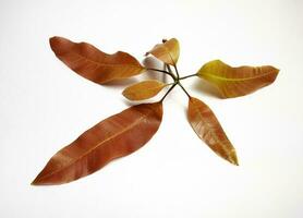 A bunch of young mango leaves, white background. photo