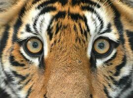 bengal tiger eyes photo
