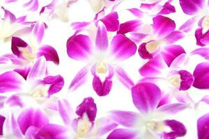 beautiful blooming orchid isolated photo