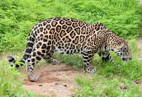 jaguar panthera onca foto