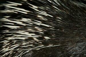 porcupine spine close up photo