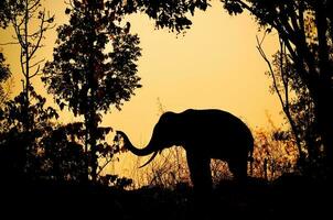 asia elephant in the forest photo