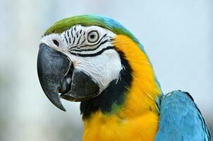 guacamayo azul y amarillo foto