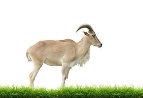 female Barbary sheep with green grass isolated photo