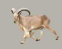 male Barbary sheep photo