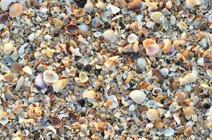 variety of broken seashells photo