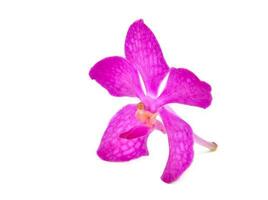 beautiful blooming orchid photo