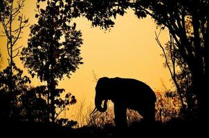 elefante asiático en el bosque foto