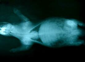 X rayo imagen de salvaje animal foto