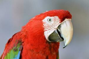 ave guacamaya roja foto