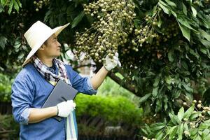 un agricultor asiático guapo está en el huerto, usa sombrero, sostiene una tableta inteligente. concepto, agricultor inteligente, utiliza tecnología inalámbrica de internet para buscar e investigar sobre agricultura. exportar frutas tailandesas. foto