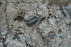 Selective focus on Glomerida insect or pill millipede worm, Oniscomorpha on soil ground. It will roll body to be round when we touch it. Concept, weird animal. wildlife. photo
