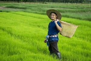 Asian farmer is  at paddy field, holds basket to get rid of grass or weeds in rice field by hands. Concept , Agricultural occupation. Organic farming. No chemical using. Use natural ways. Thai farmer. photo