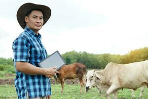 asiático masculino granjero tomando cuidado su vacas y utilizar inteligente tableta a grabar información acerca de crecimiento y enfermedad de animal. estudiar, investigación. concepto inteligente agricultor. ganado y tecnología. animal amante. foto