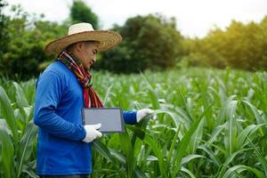 Asian man farmer is at garden, wears hat, blue shirt, holds smart tablet.  Concept , smart farmer, use technology in agriculture to inspect,research and take care of crops. photo