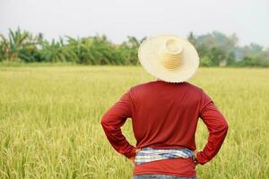 Back view of Asian man farmer  stands at paddy field, wears hat, red shirt, put hands on waist. Concept , Agriculture occupation. Thai Farmer . photo