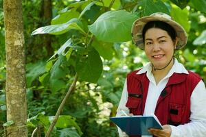 Asian woman botanist is at forest, hold paper notepad to survey  botancal plants in forest. Concept,  field research outdoor. Nature surveying. Ecology and environment conservation. photo