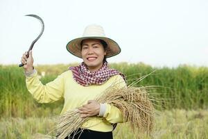 Happy Asian female farmer wear hat, Thai loincloth, holds sickle to harvest rice plants at paddy field. Concept, agriculture occupation, farmer grow organic rice. Satisfied. photo