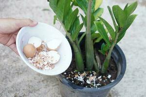 Hands hold bowl of egg shell, food scraps to fertilize plants. Concept, kitchen waste management, making compost from organic garbage. Environment conservation. Home composting photo