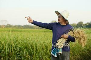 Asian man farmer is at paddy field, wears hat, blue shirt, holds sickle and harvest rice, points to something. Concept, Agriculture occupation, Tarmer grow organic rice photo