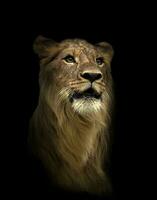 león en el oscuro noche foto