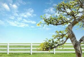 white fence on green grass with blue sky photo