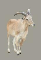 female Barbary sheep photo