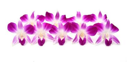 hermosa floreciente orquídea aislado foto