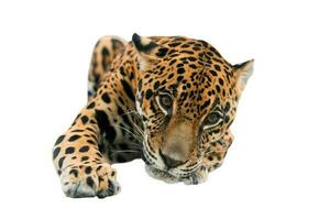 jaguar panthera onca aislado foto