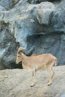 female Barbary sheep photo