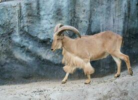 male Barbary sheep photo