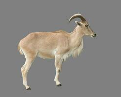 female Barbary sheep photo